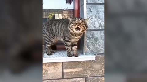 Funny Cat moments Gone viral