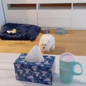 A dog flying with joy is one of the best sights you can see