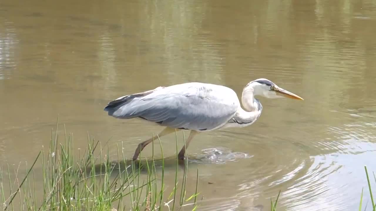 Stalking Heron