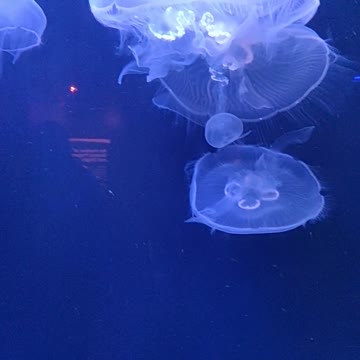 Group of Jellyfish Swimming Underwater Uploaded at Resolution 1080px x 1920px (Quad HD)