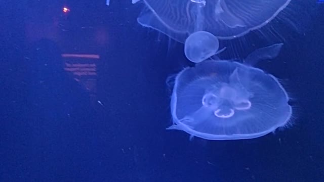 Group of Jellyfish Swimming Underwater Uploaded at Resolution 1080px x 1920px (Quad HD)