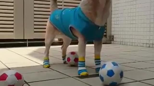 Trained smart dog - Best Video