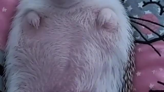 Hedgehog Bellyrubs (Part 2)