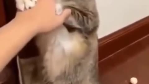 Cute Cat Playing With Owner Short Video