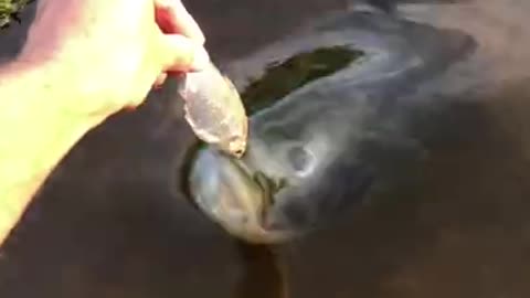 Giant Bass Bites My Hand! #Shorts