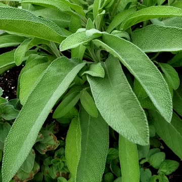 Leafy vegetables salad garden bed and herbs