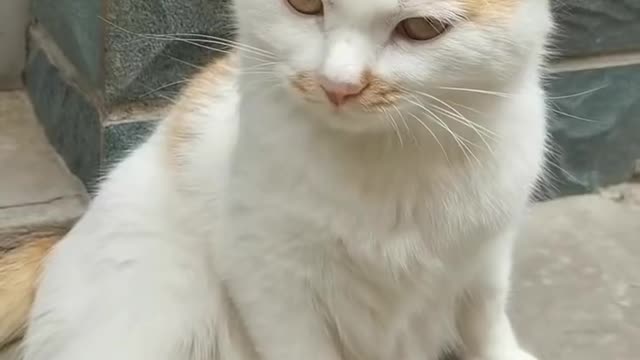 Funniest Cats Videos 🐱