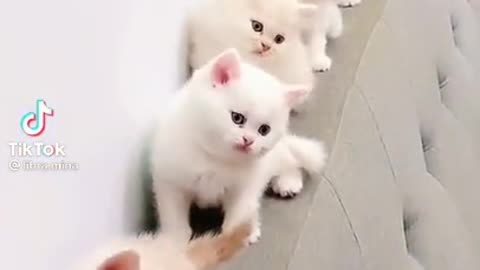 cute cat shots video nice dog cat dance funny