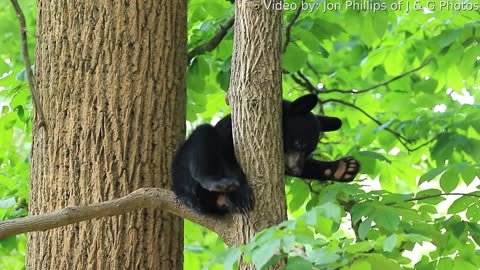 Little Bear Cub Fighting Sleep