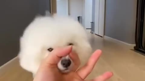 Smart cute dog