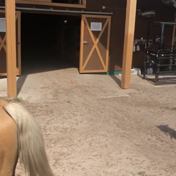 Beautiful horses at river ranch
