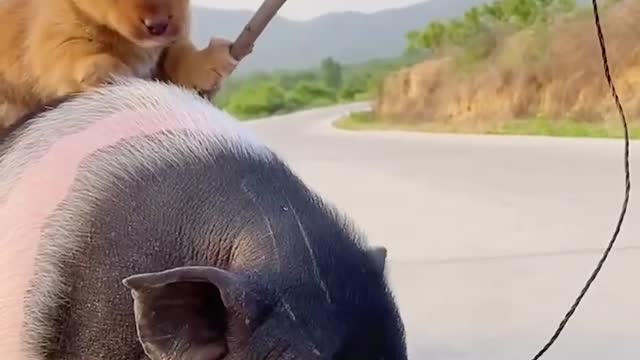 Dogs tend pigs on a daily basis