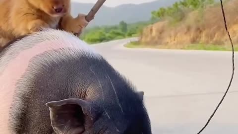 Dogs tend pigs on a daily basis