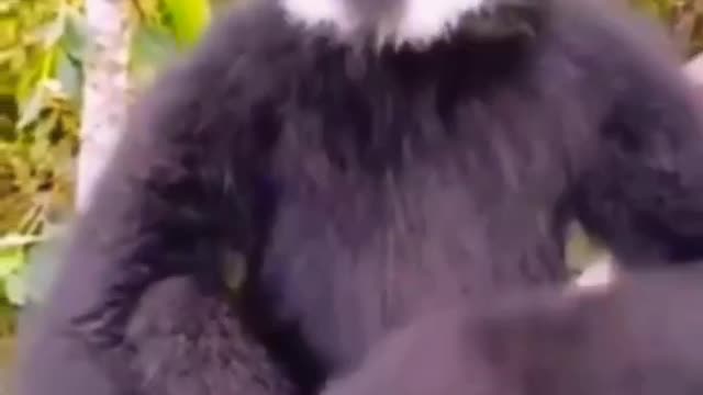 How to Black Monkey Animal Sounds short videos most Beautiful Monkey 🐵