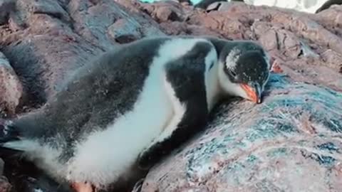 Injured penguin in sea