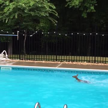 Baby Deer Goes For Swim In The Family Pool