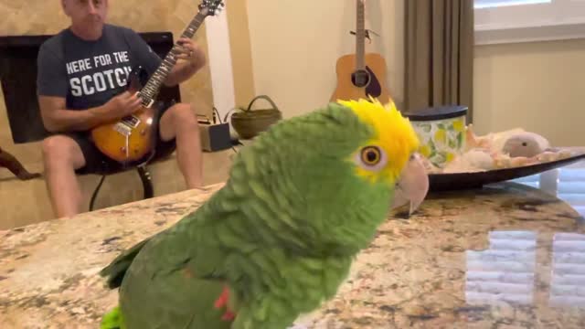 Parrot Singing With Breakup Song