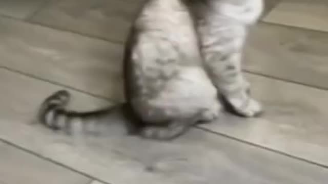 0.My cat astronaut 🤣