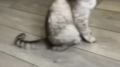 0.My cat astronaut 🤣