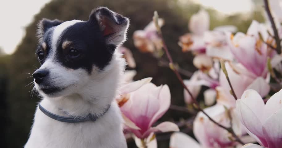 The longing for life should be accompanied by pets