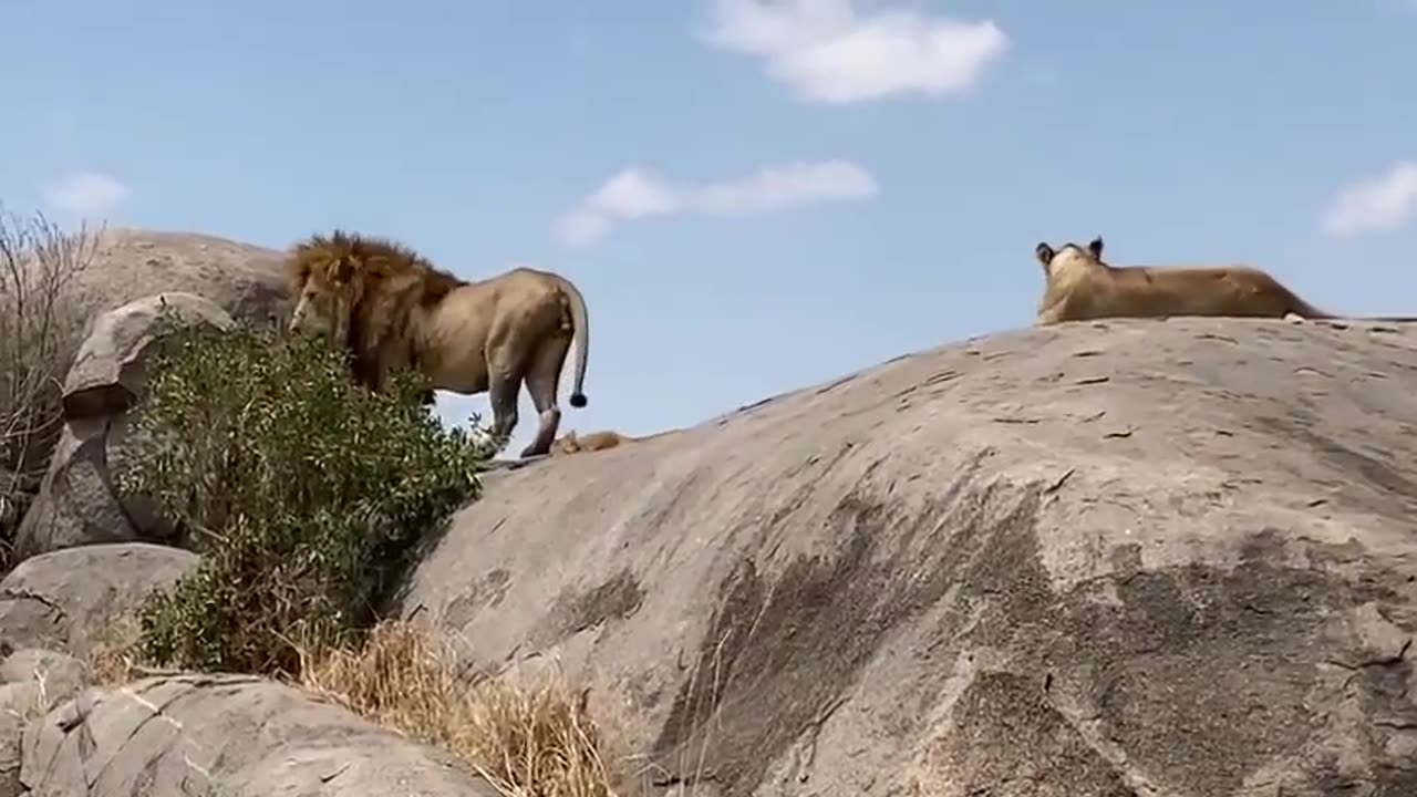 Tigers Attacks Lion