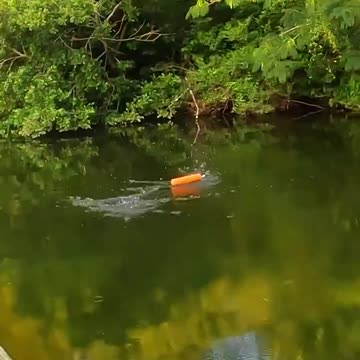 How to catch BIG catfish! #shorts