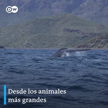 Cuidar los océanos es proteger la vida en el planeta [Video]