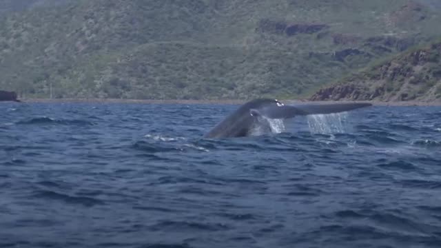 Cuidar los océanos es proteger la vida en el planeta [Video]