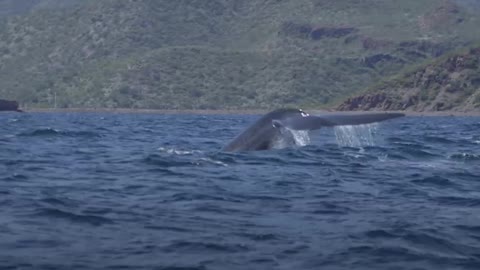 Cuidar los océanos es proteger la vida en el planeta [Video]