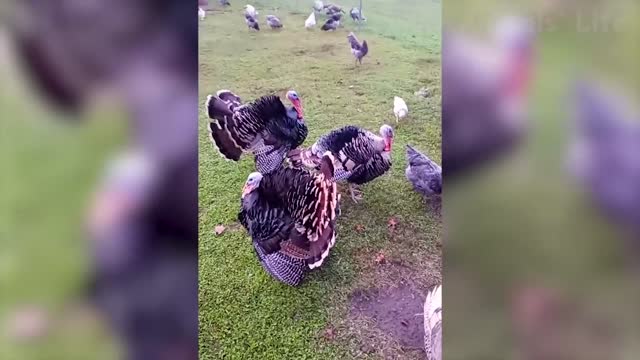 Best Funny Animal Videos Of The 2021 🤣 - Funny Wild And Farm Animals Videos 🐴🦍