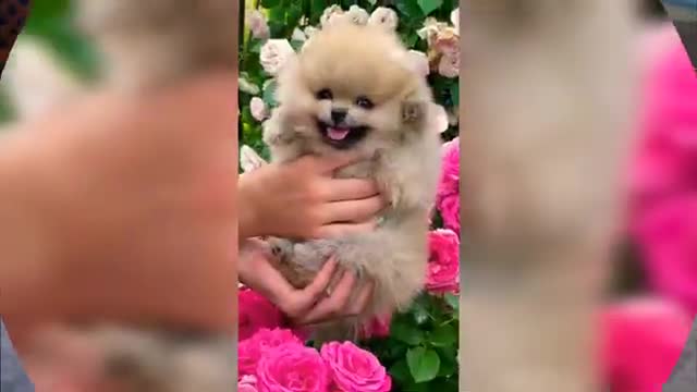 Cute animals video very sweet cats and dogs funny video