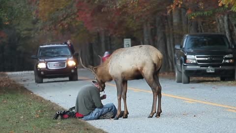 Confrontation between the photographer and the deer, who will win?