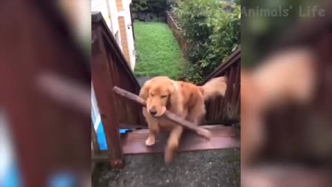 🤣 Funniest 🐶 Dogs and 😻 Cats - Awesome Funny Pet Animals Life Videos 😇