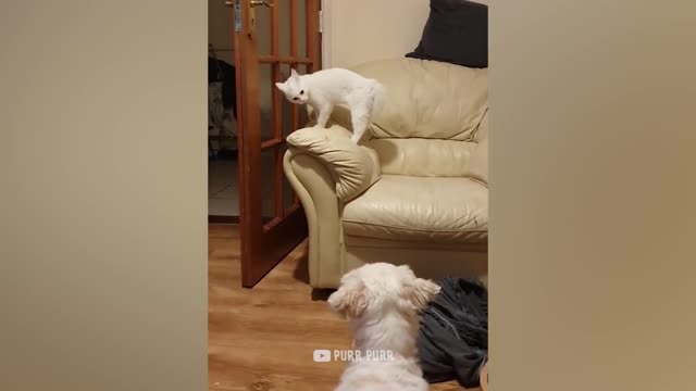 Funny Pets Reactions