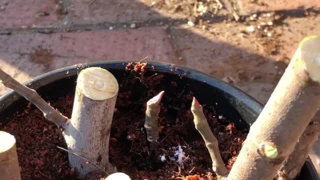 how to root fig trees from cuttings,root fruit tree,무화과 나무 뿌리 내리기, 무화과 삽목