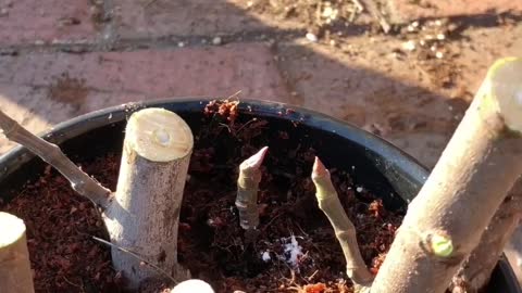 how to root fig trees from cuttings,root fruit tree,무화과 나무 뿌리 내리기, 무화과 삽목