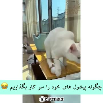 How to put cats to work?