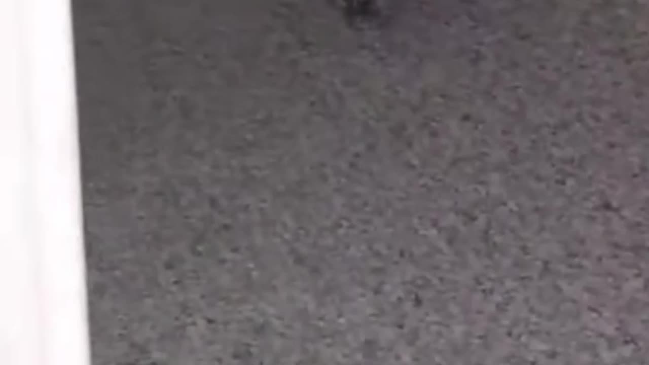 cats funny video