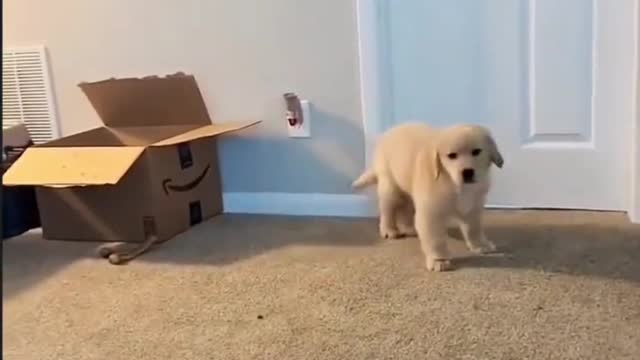 Funny Videos of dogs 9