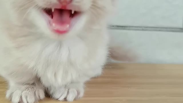 This is the real little milk cat, not in the game, is it cute
