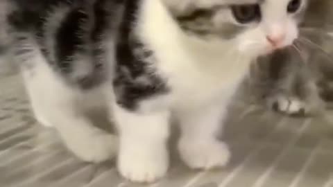 Cute cats funny 😂😂😂