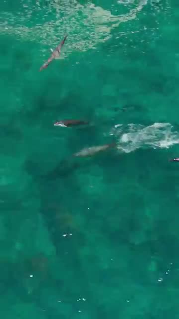 The Beauty of Galapagos 🤩