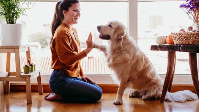 train vs Untrained dog funny movement! How to train your puppy indoor easy and effective