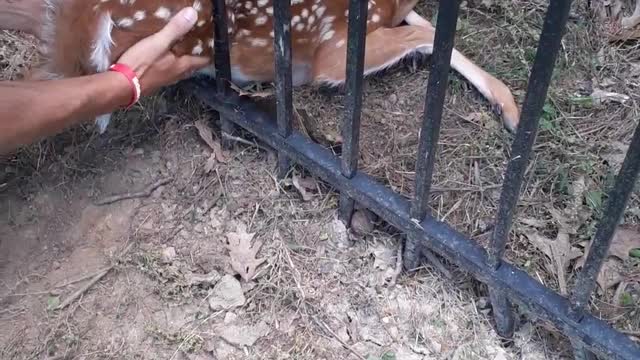 Men Save Fawn Stuck in Metal Fence