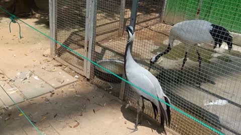 These cranes like to walk around together