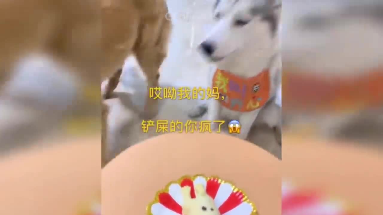 Funny Dog and cat Cake Reaction