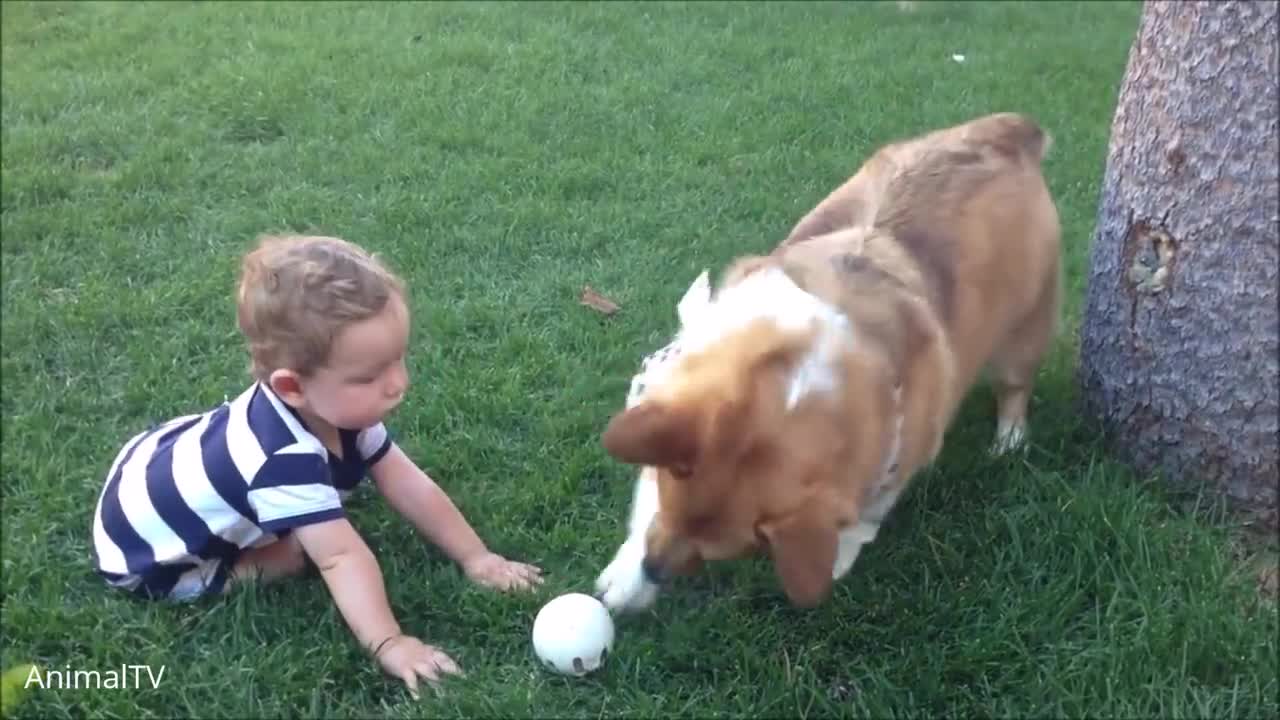 Corgi, Dogs are the best - compliation