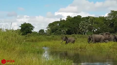 elephant compilation