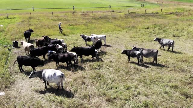 Harvest Haven Grass-fed Beef