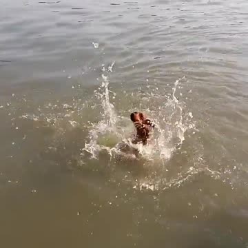 Primer nado de un perro es increíblemente gracioso